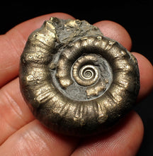 Load image into Gallery viewer, Pyrite Eteoderoceras (Eoderoceras) ammonite fossil (43 mm)