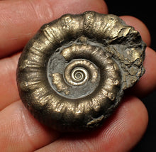 Load image into Gallery viewer, Pyrite Eteoderoceras (Eoderoceras) ammonite fossil (43 mm)
