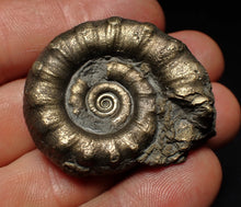 Load image into Gallery viewer, Pyrite Eteoderoceras (Eoderoceras) ammonite fossil (43 mm)