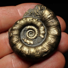 Load image into Gallery viewer, Pyrite Eteoderoceras (Eoderoceras) ammonite fossil (43 mm)