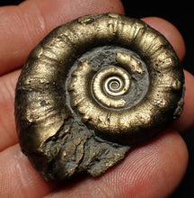 Load image into Gallery viewer, Pyrite Eteoderoceras (Eoderoceras) ammonite fossil (43 mm)