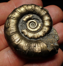 Load image into Gallery viewer, Pyrite Eteoderoceras (Eoderoceras) ammonite fossil (43 mm)