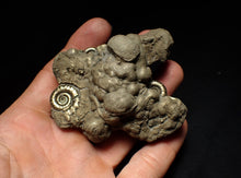 Load image into Gallery viewer, Large pyrite Eoderoceras multi-ammonite fossil (78 mm)