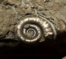 Load image into Gallery viewer, Large pyrite Eoderoceras multi-ammonite fossil (78 mm)