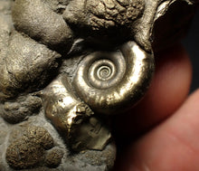 Load image into Gallery viewer, Large pyrite Eoderoceras multi-ammonite fossil (78 mm)