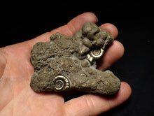 Load image into Gallery viewer, Large pyrite Eoderoceras multi-ammonite fossil (78 mm)