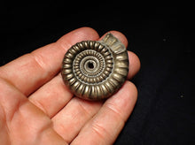 Load image into Gallery viewer, Echioceras pyrite ammonite fossil (44 mm)