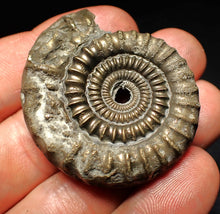 Load image into Gallery viewer, Echioceras pyrite ammonite fossil (44 mm)
