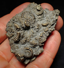 Load image into Gallery viewer, Large pyrite multi-ammonite fossil Crucilobiceras (55 mm)