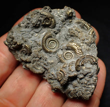 Load image into Gallery viewer, Large pyrite multi-ammonite fossil Crucilobiceras (55 mm)