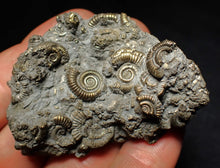 Load image into Gallery viewer, Large pyrite multi-ammonite fossil Crucilobiceras (55 mm)