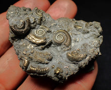 Load image into Gallery viewer, Large pyrite multi-ammonite fossil Crucilobiceras (55 mm)