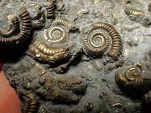 Load image into Gallery viewer, Large pyrite multi-ammonite fossil Crucilobiceras (55 mm)
