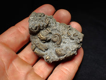 Load image into Gallery viewer, Large pyrite multi-ammonite fossil Crucilobiceras (55 mm)