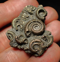 Load image into Gallery viewer, High-quality pyrite multi-ammonite fossil Crucilobiceras (37 mm)