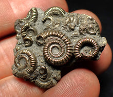 Load image into Gallery viewer, High-quality pyrite multi-ammonite fossil Crucilobiceras (37 mm)