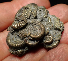 Load image into Gallery viewer, High-quality pyrite multi-ammonite fossil Crucilobiceras (37 mm)