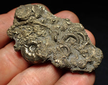 Load image into Gallery viewer, Pyrite multi-ammonite fossil Crucilobiceras & Gleviceras (56 mm)