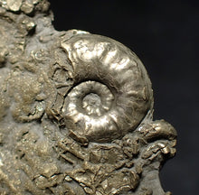 Load image into Gallery viewer, Pyrite multi-ammonite fossil Crucilobiceras & Gleviceras (56 mm)