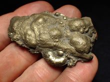 Load image into Gallery viewer, Pyrite multi-ammonite fossil Crucilobiceras & Gleviceras (56 mm)