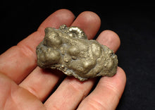 Load image into Gallery viewer, Pyrite multi-ammonite fossil Crucilobiceras & Gleviceras (56 mm)