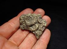 Load image into Gallery viewer, Pyrite multi-ammonite fossil Crucilobiceras (43 mm)