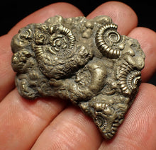 Load image into Gallery viewer, Pyrite multi-ammonite fossil Crucilobiceras (43 mm)