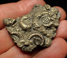 Load image into Gallery viewer, Pyrite multi-ammonite fossil Crucilobiceras (43 mm)