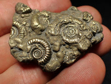 Load image into Gallery viewer, Pyrite multi-ammonite fossil Crucilobiceras (43 mm)