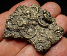 Load image into Gallery viewer, Pyrite multi-ammonite fossil Crucilobiceras (43 mm)