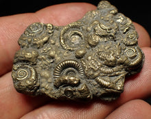 Load image into Gallery viewer, Pyrite multi-ammonite fossil Crucilobiceras (43 mm)