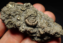 Load image into Gallery viewer, Large pyrite multi-ammonite fossil Crucilobiceras (60 mm)