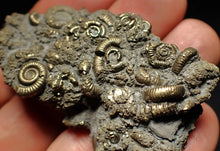 Load image into Gallery viewer, Large pyrite multi-ammonite fossil Crucilobiceras (60 mm)
