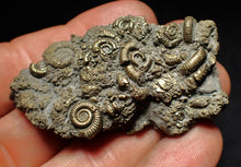 Load image into Gallery viewer, Large pyrite multi-ammonite fossil Crucilobiceras (60 mm)
