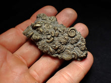 Load image into Gallery viewer, Large pyrite multi-ammonite fossil Crucilobiceras (60 mm)