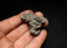 Load image into Gallery viewer, High-quality pyrite multi-ammonite fossil Crucilobiceras (43 mm)