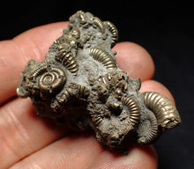 Load image into Gallery viewer, High-quality pyrite multi-ammonite fossil Crucilobiceras (43 mm)
