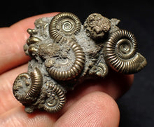 Load image into Gallery viewer, High-quality pyrite multi-ammonite fossil Crucilobiceras (43 mm)