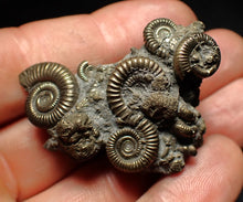 Load image into Gallery viewer, High-quality pyrite multi-ammonite fossil Crucilobiceras (43 mm)