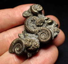 Load image into Gallery viewer, High-quality pyrite multi-ammonite fossil Crucilobiceras (43 mm)