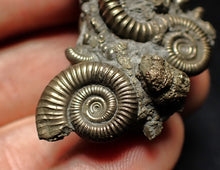 Load image into Gallery viewer, High-quality pyrite multi-ammonite fossil Crucilobiceras (43 mm)