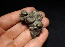 Load image into Gallery viewer, High-quality pyrite multi-ammonite fossil Crucilobiceras (43 mm)