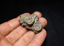 Load image into Gallery viewer, Pyrite multi-ammonite fossil Crucilobiceras (45 mm)