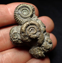 Load image into Gallery viewer, Pyrite multi-ammonite fossil Crucilobiceras (45 mm)