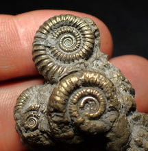 Load image into Gallery viewer, Pyrite multi-ammonite fossil Crucilobiceras (45 mm)