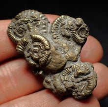 Load image into Gallery viewer, Pyrite multi-ammonite fossil Crucilobiceras (45 mm)