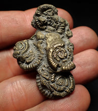 Load image into Gallery viewer, Pyrite multi-ammonite fossil Crucilobiceras (45 mm)