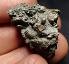 Load image into Gallery viewer, Full pyrite multi-ammonite fossil (30 mm) Crucilobiceras