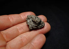 Load image into Gallery viewer, Full pyrite multi-ammonite fossil (30 mm) Crucilobiceras