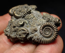 Load image into Gallery viewer, Full pyrite multi-ammonite fossil (51 mm) Crucilobiceras